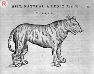 view Engraving of a Tiger