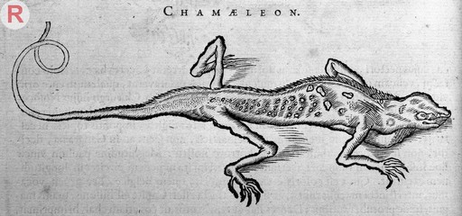 Engraving of a Chameleon