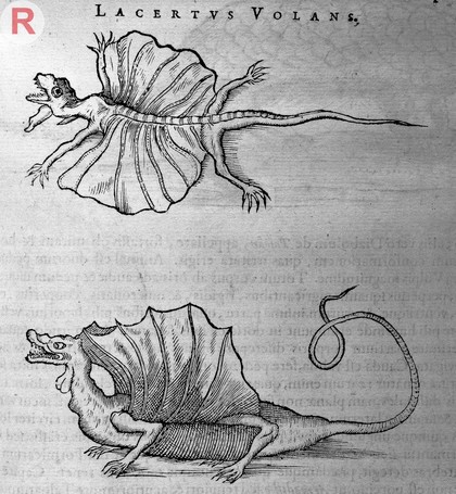 Engraving of a Lacertus Volans