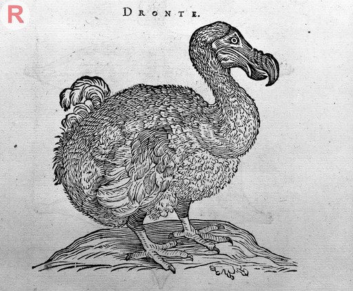 Engraving of a Dodo