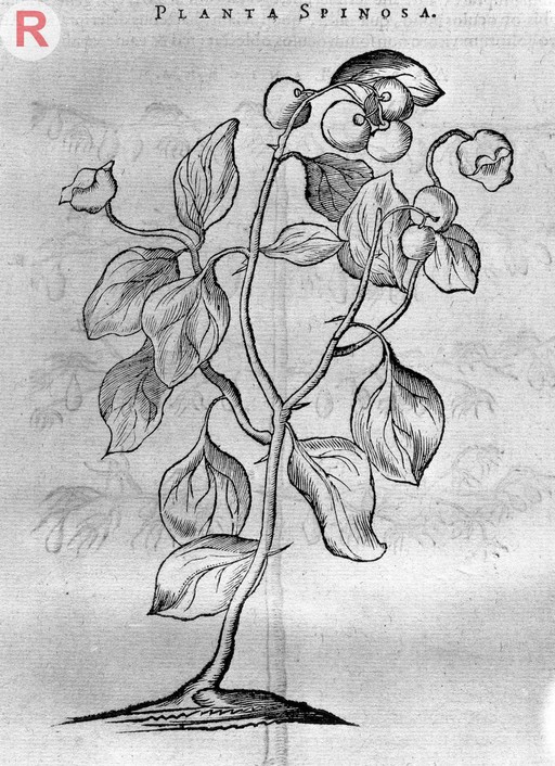 Engraving og a Spinosa Plant