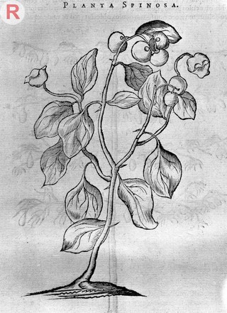 Engraving og a Spinosa Plant