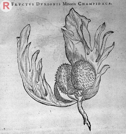Engraving of a Fructus Durionis Minoris Cham