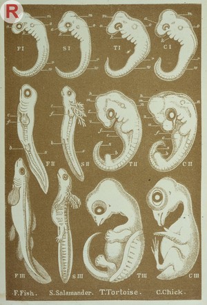 view Haeckel's Evolution of Man. This plate represents the embryos of two of the lower, and two of the higher Vertebrates in three different stages: of a fish (F); of an amphibian (salamandar,S); of a reptile (tortoise,T); and of a bird (chick,A).