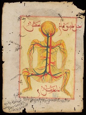 Anatomical diagram depicting the veins and artery's of the body. Ottoman Empire.