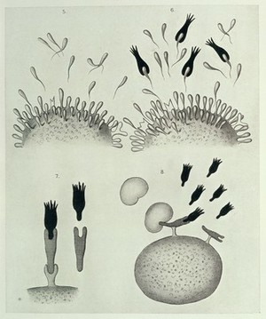 view P. Ehrlich, "On Immunity...," diagrams