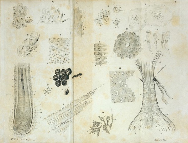 Portrait of Samuel Thomas von Sommering [1755 - 1830], physician, anatomist, anthropologist, paleontologist and inventor, who discovered the macula in the retina of the human eye.