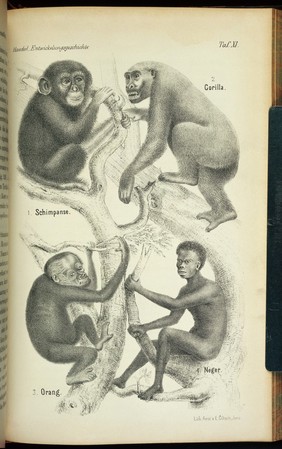 Plate from Haeckel, Anthropogenie