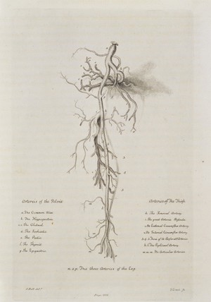 view Arteries of the leg (pelvis and thigh)