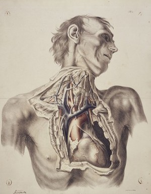 view The large arteries of thorax and neck