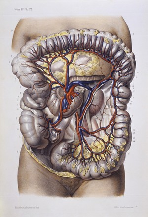 view Veins and arteries