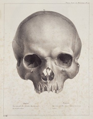 view Skull, from Treatise on human and comparative phrenology.