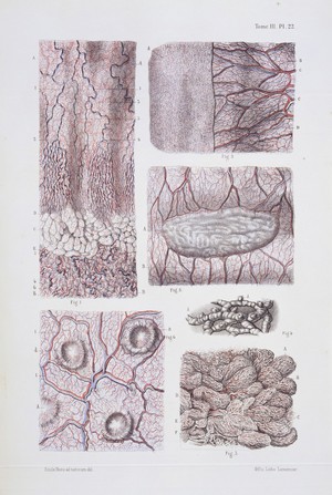 view Structure of tissue of esophagus, stomach and intestines.