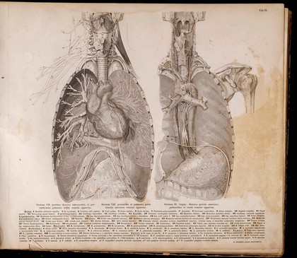 Roberti Froriepi Atlas anatomicus : partium corporis humani per strata dispositarum imagines in tabulis XXX ab Augusto Andorffo delineatas ferroque incisas exhibens / [Robert Froriep].