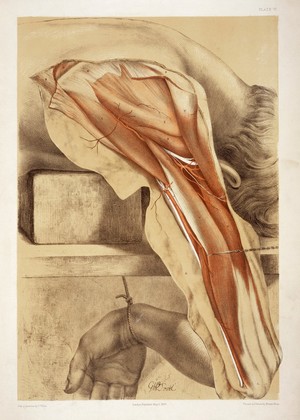 Humerus bone: two figures, anterior and posterior views. Colour