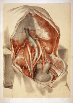 Deep Muscle of the Abdominal Parietes, and the Vessels of the Abdominal Cavity