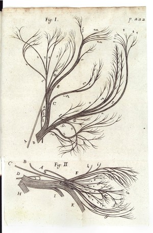 view Diagram showing the brain and its nerves