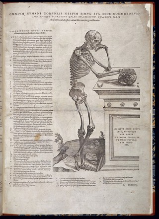 Skeleton contemplating a skull