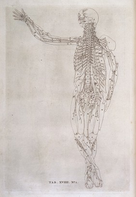 Tab. XVIIII No. 1. Annotated standing ecorche.