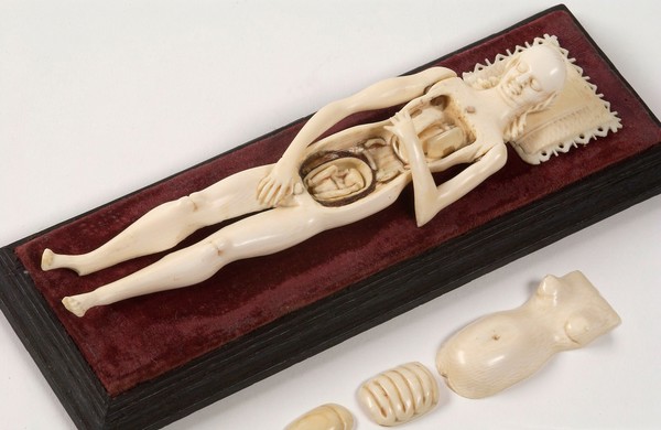 Ivory anatomical model of a a pregnant female