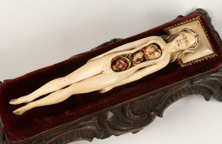 Ivory anatomical model of a pregnant female