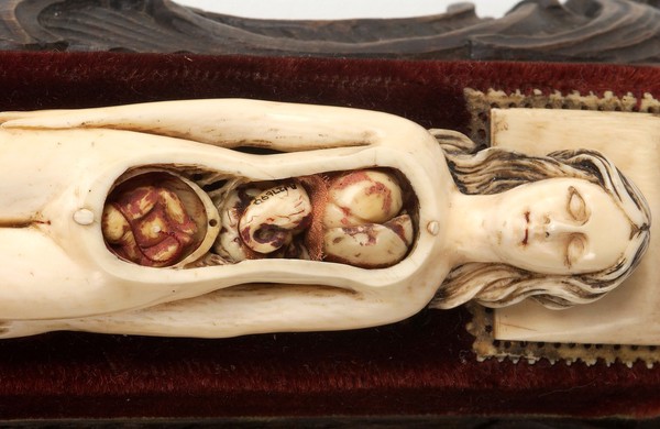 Ivory anatomical model of a pregnant female