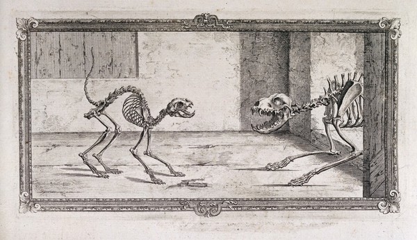 The skeletal structure of a cat and a dog, the cat is shown in fright, the dog is seen in attack mode.