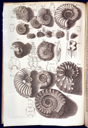 Various ammonite fossils illustrating Hooke's discourse of Earthquakes.