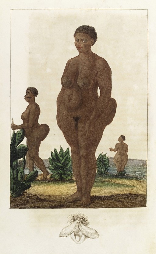 A female Hottentot with steatopygy