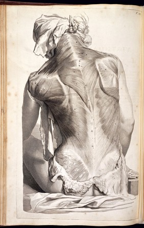 Vigesimaseptima Tabula. Engraving of a flayed female back showing the muscles such as Trapizius