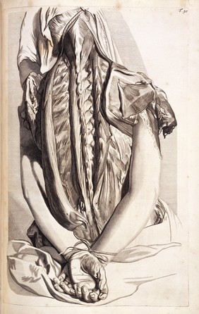 Trigesima Tabula. Engraving of a flayed back showing the spine and Processus muscle