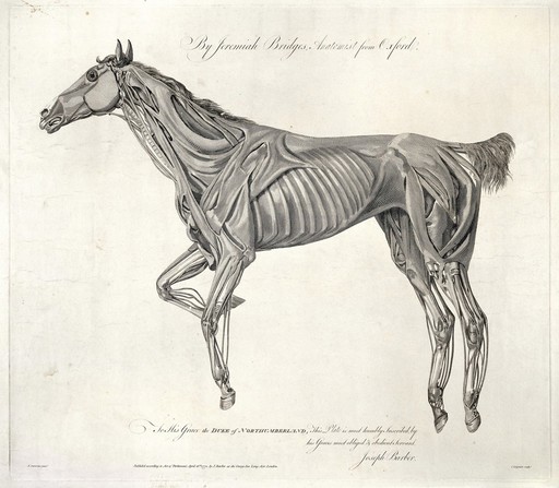 Muscles of the horse, Engraving, 1772