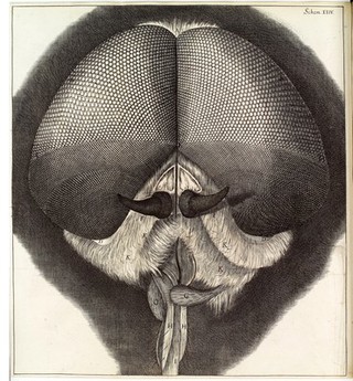 Micrographia: or some physiological descriptions of minute bodies made by magnifying glasses. With observations and inquiries thereupon / By R. Hooke.