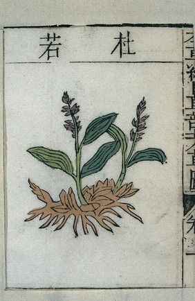 Duruo (Pollia japonica), medicinal plant. Chinese, 1655