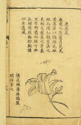 Luconghua (Hemerocallis), Chinese woodcut, 1582