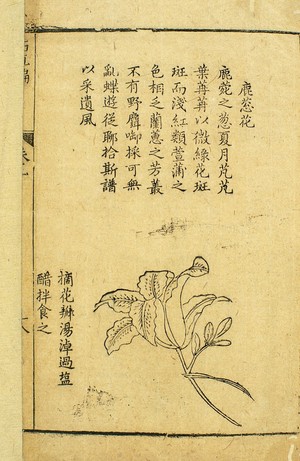 view Luconghua (Hemerocallis), Chinese woodcut, 1582