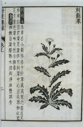 Ciji cai (edible field thistle), Chinese woodcut