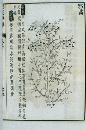 Xiehao, an edible wild plant, Chinese woodcut