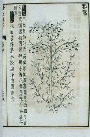 view Xiehao, an edible wild plant, Chinese woodcut