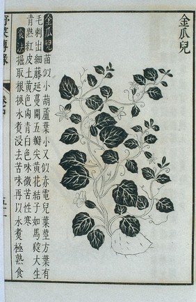 Jin gua'er (a kind of pumpkin), Chinese woodcut