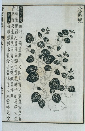 view Jin gua'er (a kind of pumpkin), Chinese woodcut