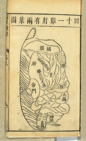 The liver, Chinese woodcut, Ming period