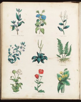 The complete herbal, to which is now added, upwards of one hundred additional herbs, with a display of their medicinal and occult qualities; physically applied to the cure of all disorders incident to mankind, To which is now annexed, the English physician enlarged, and Key to [Galen's Method of] physic ... to which is also added, upwards of fifty choice receipts selected form the author's Last legacy / [Nicholas Culpeper].