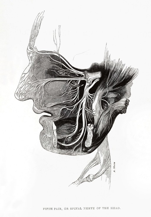 Spinal nerve to the head, frontispiece to Alexander Shaw
