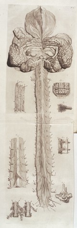 Anatomia corporum humanorum centum et quatuor-decim tabulis ... ab excellentissimis, qui in Europa sunt, artificibus expressis ad vivum ... illustrata. Amplius explicata, multisque novis anatomicis inventis, chirurgicisque observationibus aucta a W.C / Accedunt eiusdem introductio in oeconomiam animalium ... Omnia nunc primum Latinitate donata. Curante G. Dundas, Brittanno [sic].