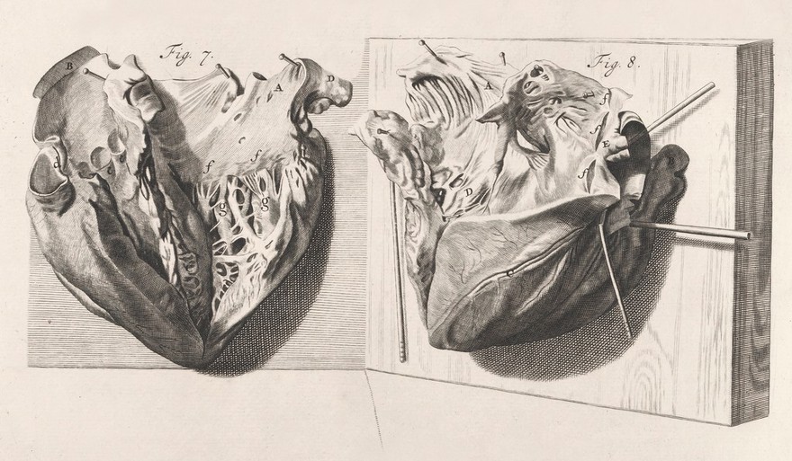 Anatomia corporum humanorum centum et quatuor-decim tabulis ... ab excellentissimis, qui in Europa sunt, artificibus expressis ad vivum ... illustrata. Amplius explicata, multisque novis anatomicis inventis, chirurgicisque observationibus aucta a W.C / Accedunt eiusdem introductio in oeconomiam animalium ... Omnia nunc primum Latinitate donata. Curante G. Dundas, Brittanno [sic].