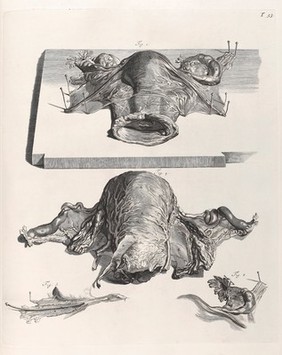 Anatomia corporum humanorum centum et quatuor-decim tabulis ... ab excellentissimis, qui in Europa sunt, artificibus expressis ad vivum ... illustrata. Amplius explicata, multisque novis anatomicis inventis, chirurgicisque observationibus aucta a W.C / Accedunt eiusdem introductio in oeconomiam animalium ... Omnia nunc primum Latinitate donata. Curante G. Dundas, Brittanno [sic].