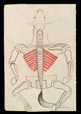 Skeleton of a Horse