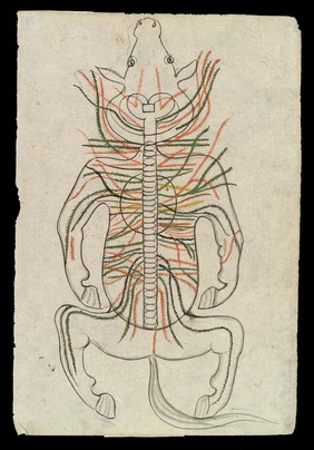 Spinal column of a Horse