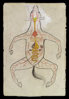 Intestinal system of a Horse